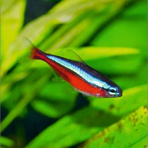 Kardinal Neon Tetra