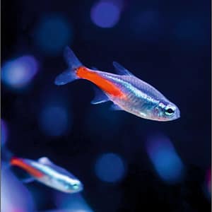 Neon Tetra