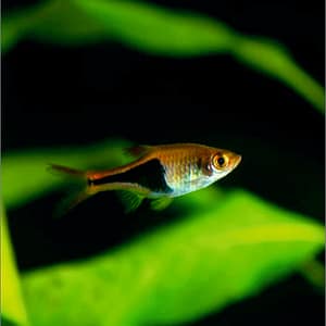Harlequin Rasbora